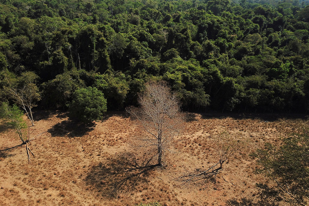 Brazil-forest-trees