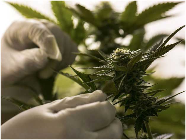 cannabis
