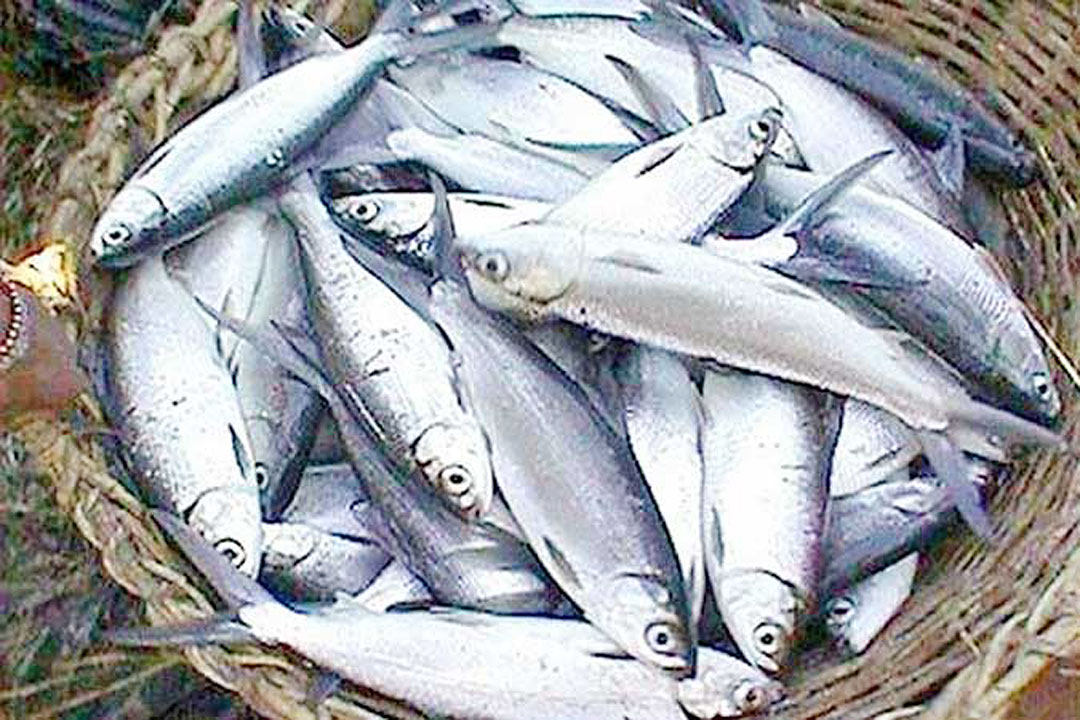 fish