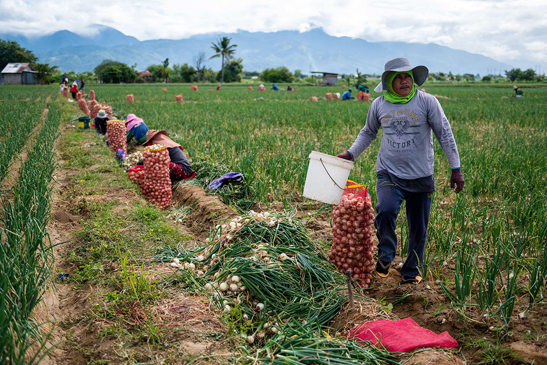 Onion-farm-farmers