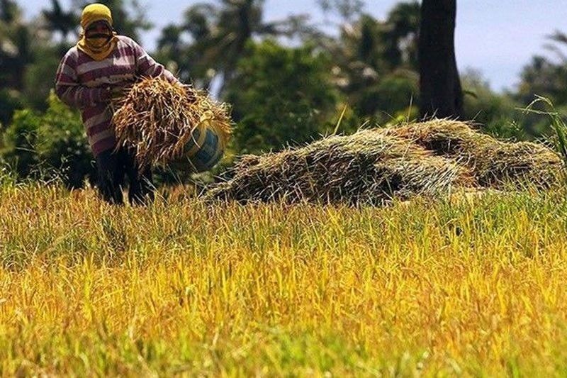 palay-rice-farmer